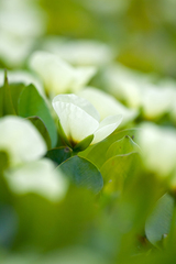 Hydrocleys nymphoides