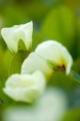 Hydrocleys nymphoides