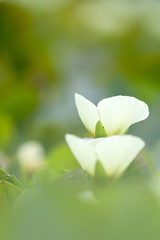 Hydrocleys nymphoides