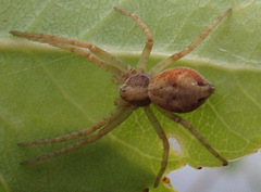Philodromus cespitum