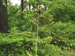 Dichanthelium ravenelii