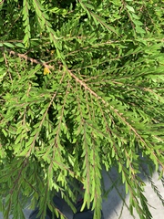 Phyllanthus myrtifolius