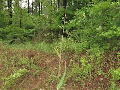 Dichanthelium ravenelii