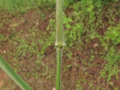 Dichanthelium ravenelii