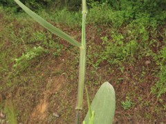 Dichanthelium ravenelii