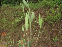 Dichanthelium ravenelii