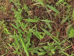 Dichanthelium ravenelii