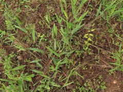 Dichanthelium ravenelii