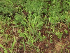 Dichanthelium ravenelii