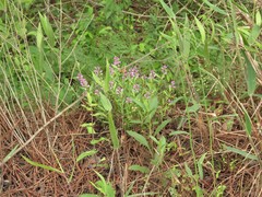 Dichanthelium ravenelii