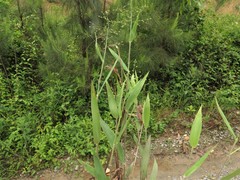 Dichanthelium ravenelii