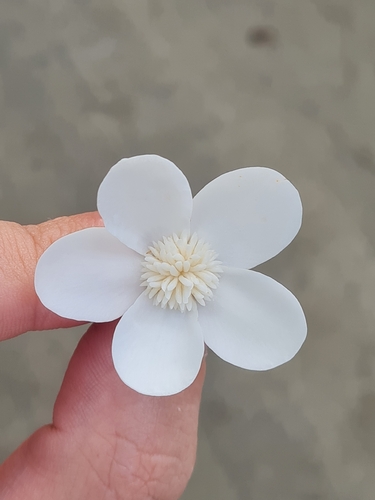 Clusia criuva, photograph 5