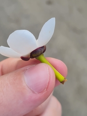 Clusia criuva, photograph author not stated, no rights reserved