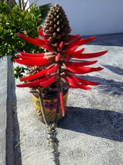 Erythrina folkersii