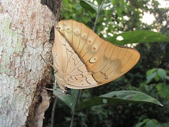 Archaeoprepona amphimachus