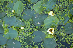 Hydrocleys nymphoides