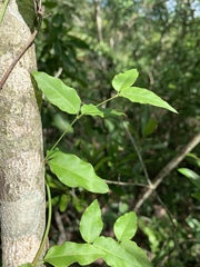 Secamone parvifolia