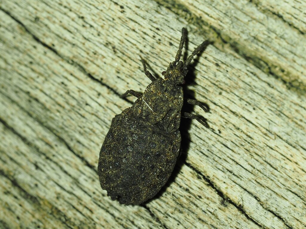 Quilnus marcosi