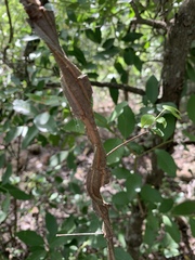 Secamone parvifolia