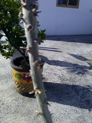 Erythrina folkersii