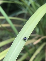 Chinavia brasicola
