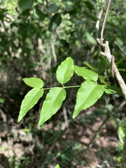 Secamone parvifolia