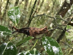 Brookesia superciliaris