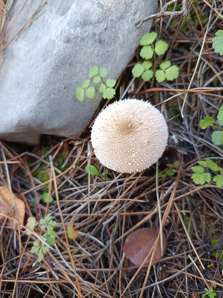 Lycoperdon perlatum · December 2025 · photo: © geoexplorers (iNaturalist, cc-by-nc)
