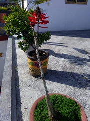 Erythrina folkersii