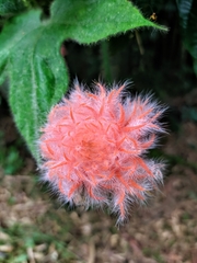 Gurania eriantha