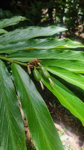 Pleated ginger (Alpinia arctiflora)
