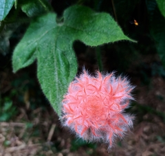 Gurania eriantha