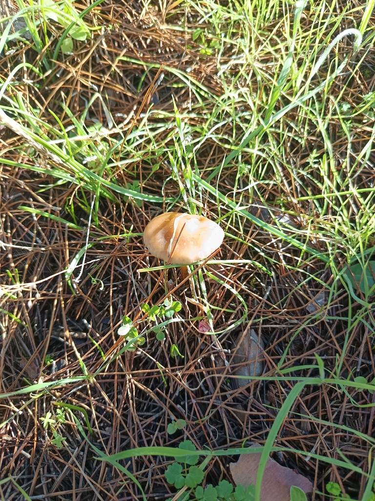 Marasmius oreades · December 2025 · photo: © geoexplorers (iNaturalist, cc-by-nc)