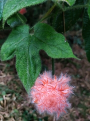 Gurania eriantha