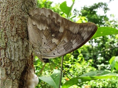 Archaeoprepona demophoon