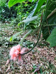 Gurania eriantha