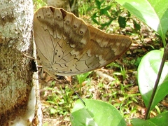 Archaeoprepona demophoon