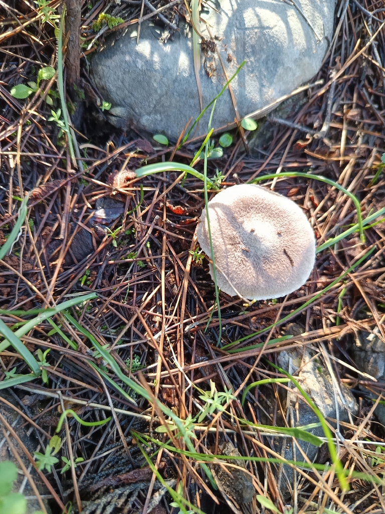 Tricholoma terreum · December 2025 · photo: © geoexplorers (iNaturalist, cc-by-nc)