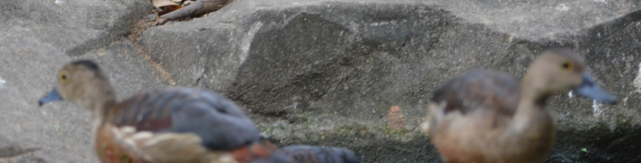 Lesser Whistling Duck