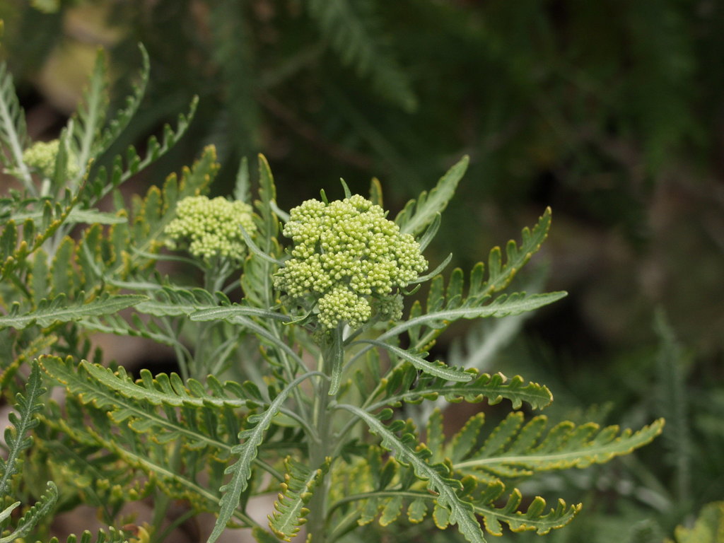 Gonospermum canariense