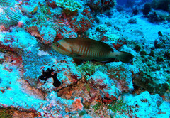 Gracila albomarginata