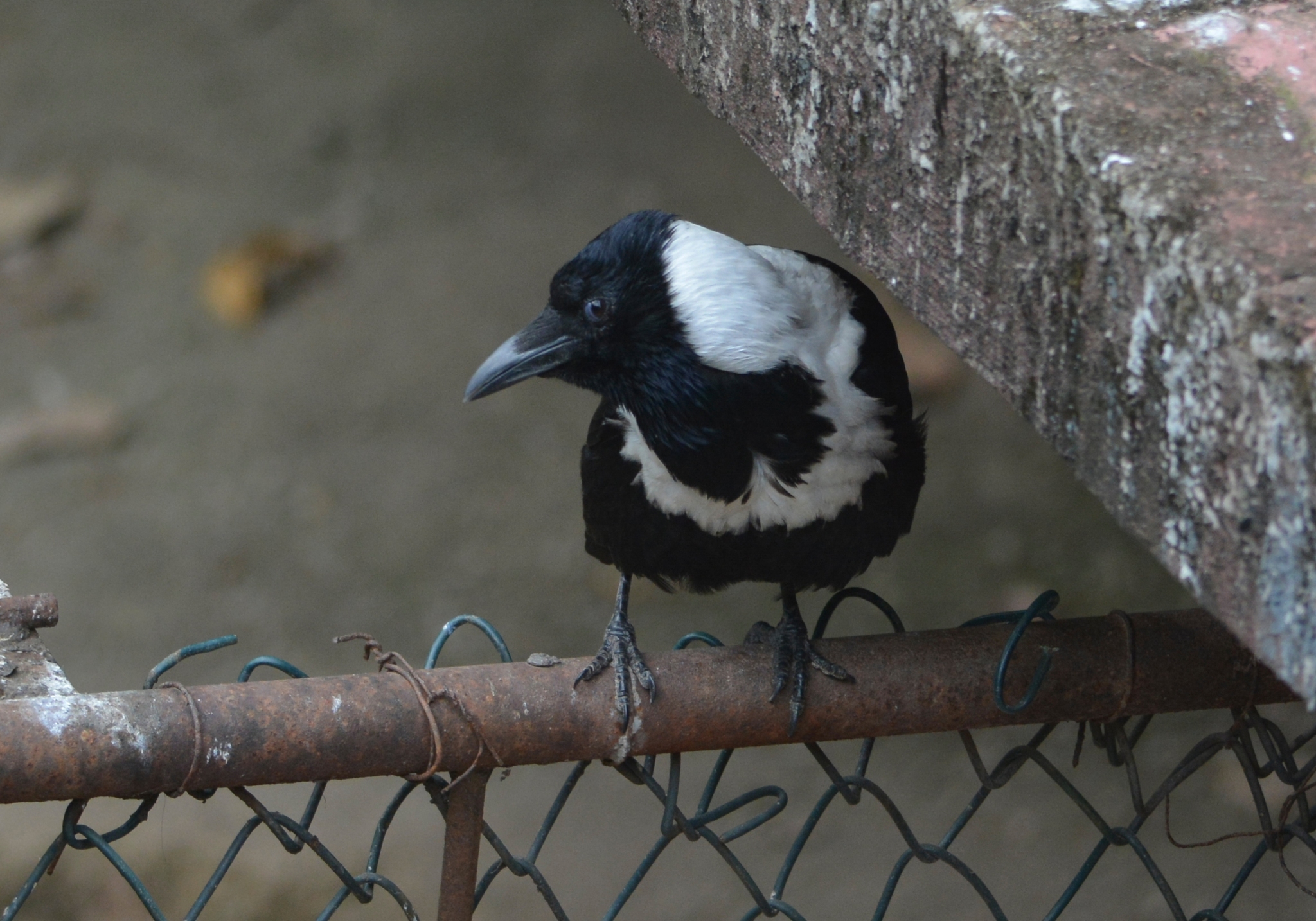 Collared Crow