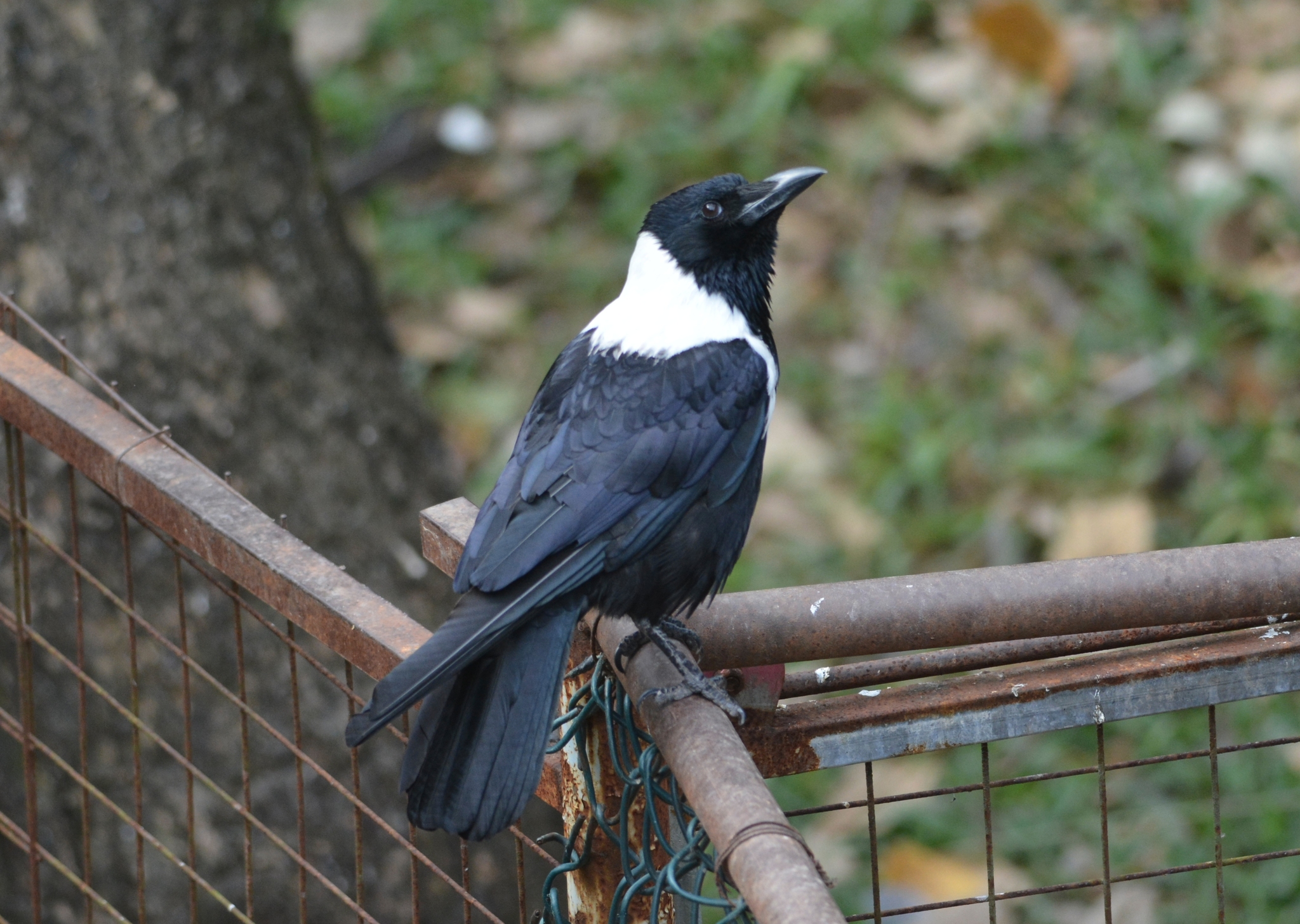 Collared Crow