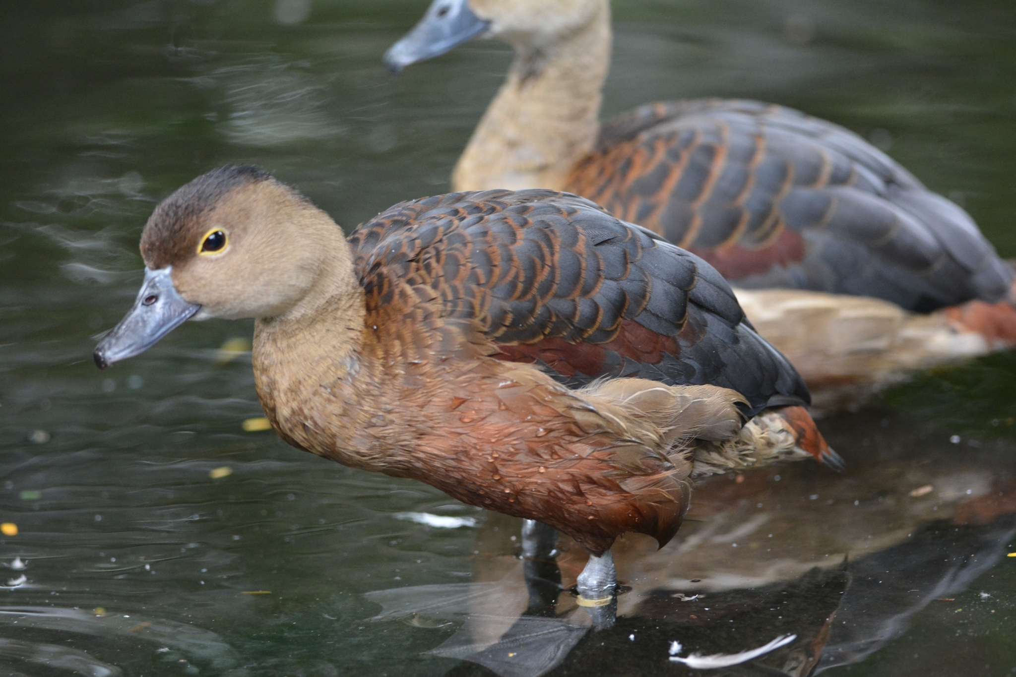 Lesser Whistling Duck