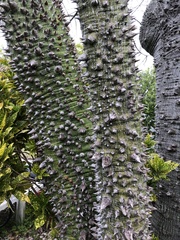 Ceiba speciosa