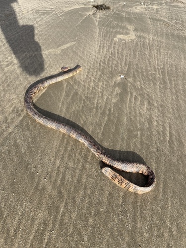 Reef Shallows Sea Snake