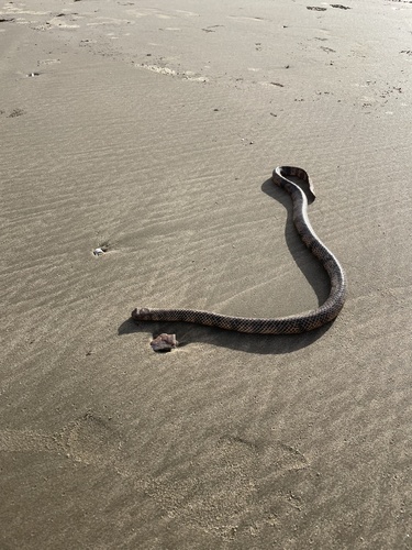 Reef Shallows Sea Snake