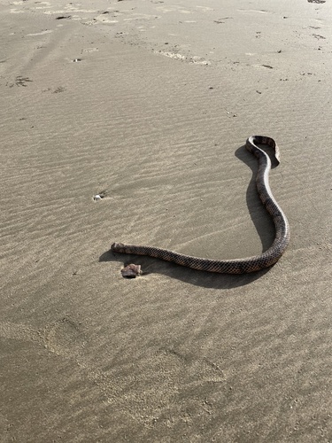 Reef Shallows Sea Snake