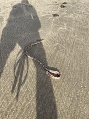 Reef Shallows Sea Snake