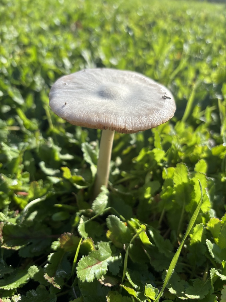 Volvopluteus gloiocephalus · December 2025 · photo: © skylerk06 (iNaturalist, cc-by)